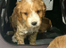 Cavapoo puppies
