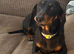 Miniature Dachshund