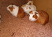 Guniea pigs girls and boys