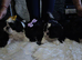 Shih Tzu puppies for sale