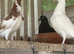 Young Roller Pigeons