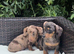 Beautiful Dachshund Boy available now