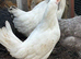 Female hybrids at point of lay available