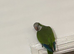 Quaker
