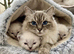 Ragdoll Kittens