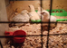 4 Golden Brahma chicks for sale 2 weeks old £20 for the 4