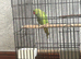 Zazu the ringneck
