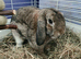 Chestnut