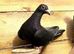 Quality racing pigeons for sale in Cumbernauld