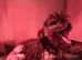 Holistic Toy Poodle Puppies