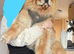 Female 4y old chow