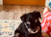 Miniature Schnauzer Puppies from 5 Generation Kennel Club Parents