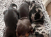 Stunning Miniature Dachsund Puppies
