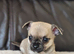 2 baby chiuauas ( boy )