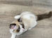 TICA Registered Ragdoll kittens x 2