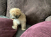 Adorable Lhasa Apso Boy puppies for sale