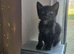 The cutest tux kittens for sale