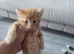 Fluffy siberian kittens