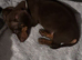 2 gorgeous boys left
