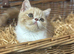 Stunning exotic female kitten ready to leave