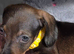 Gorgeous Daxies _ Miniature Dachshunds