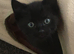Perfect Companion …. Russian Persian X BS