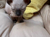 2, 7 week old Sphynx kittens for sale