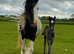 Welsh D x traditional cob to make 14.2hh