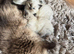 3 Lovely  kittens