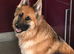 White long coated German shepherd available for stud