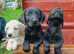 Labrador puppies