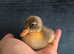 Indian runner ducklings
