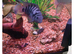 fish for sale