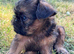 Red Rough Brussels Griffon KC registered