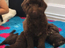 Extensively health tested parents! f1b mini cockapoo