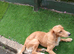 Male dog looking for home