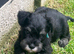 Stunning Miniature Schnauzer puppies