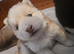 Beautiful Pomsky Puppies 3 Girls & 1 Boy Available