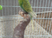 Healthy green male budgie