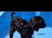 Labradoodle puppies