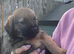 Beautiful border terrier pups
