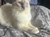RagDoll Kittens