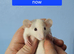 Dumbo rats male and female Ready Now !