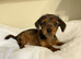 dachshund puppies for sale