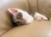 2 kittens looking for new homes