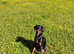Due to work committments I am sadly looking to re-home my beautiful dorberman lola..!! Lola is 5 and a half months old..!!