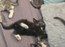 7 kittens