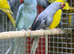 Ring neck parrot