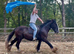 DJ cob gelding