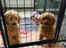 F1b Cavapoo Puppies 1 Boy 2 Girls